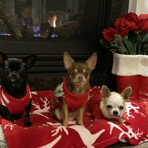 Fundraising Page: Kelly Cirrincione